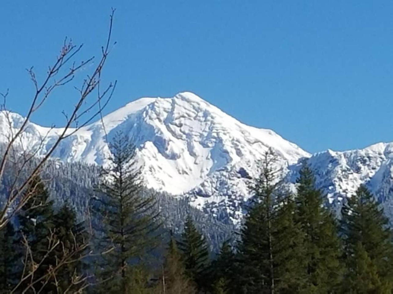 Mt Rainier Little Green Cabin On Big Creek! Ashford Luaran gambar